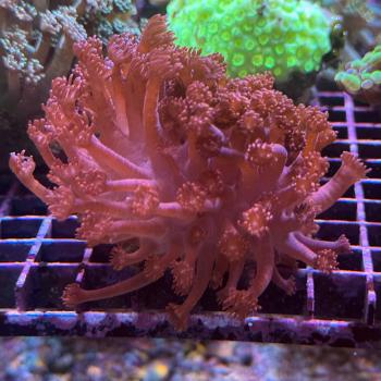 Goniopora Sp. - Blutrot